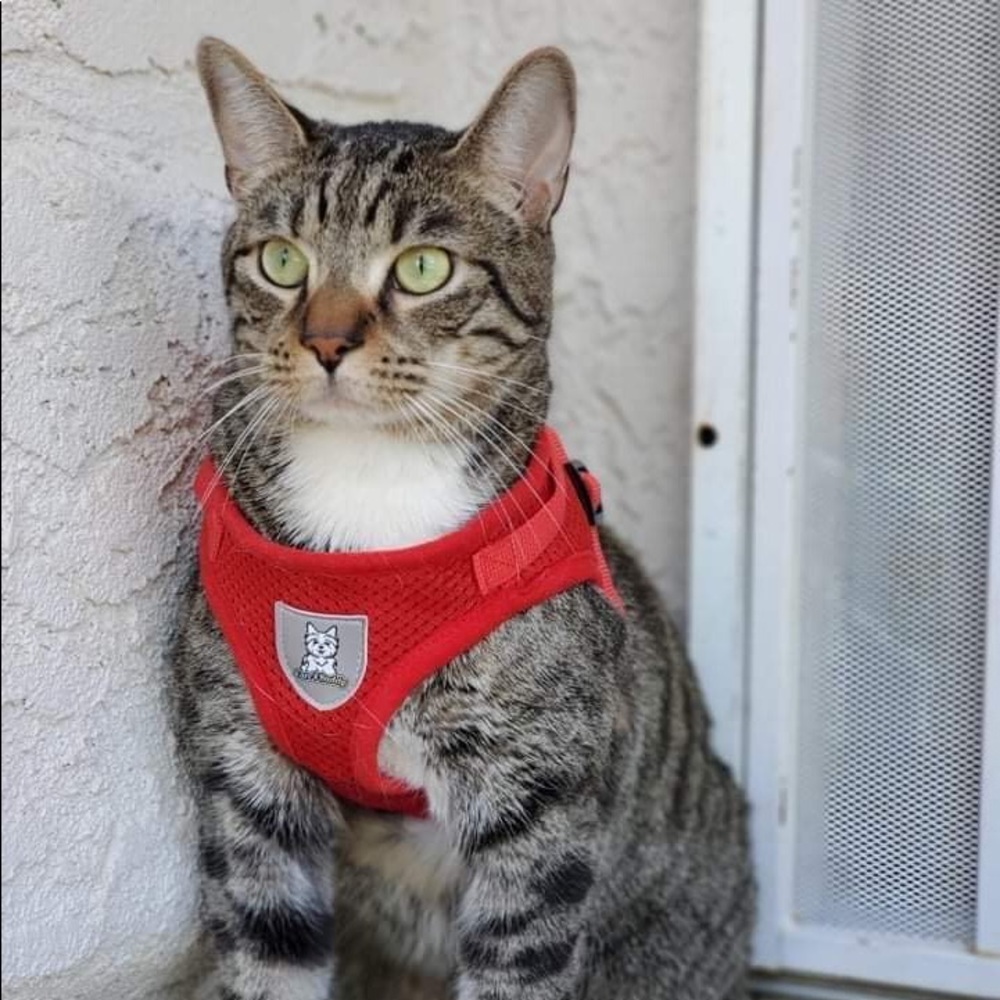 Red Breathable Mesh Pet Harness & Leash No Pull Adjustable Reflective for Small